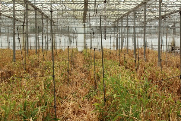 Medium property photo - Achterdiep Noordzijde, 9611 BT Sappemeer